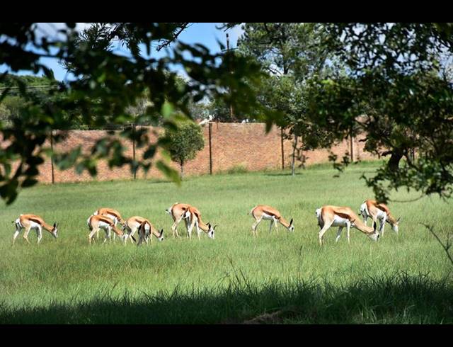 LAND FOR SALE IN KYALAMI AH